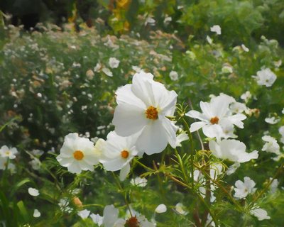 The White Garden by Helen White